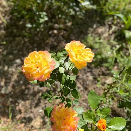 Maison D'hotes Le Charme Du Champs Claire Penzion