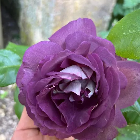 Maison D'hotes Le Charme Du Champs Claire * Ebly