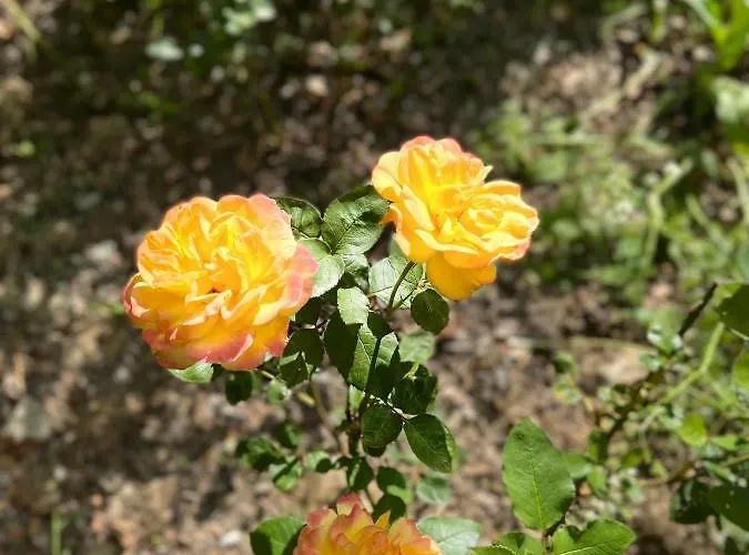 Maison D'hôtes Le Charme Du Champs Claire Maison d'hôtes