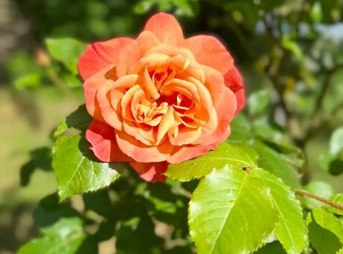 Maison d'hôtes Maison D'hôtes Le Charme Du Champs Claire