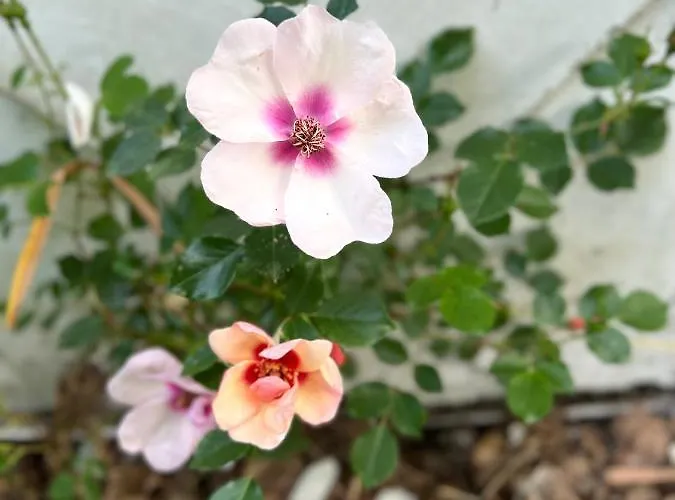 Maison D'hôtes Le Charme Du Champs Claire * Ebly