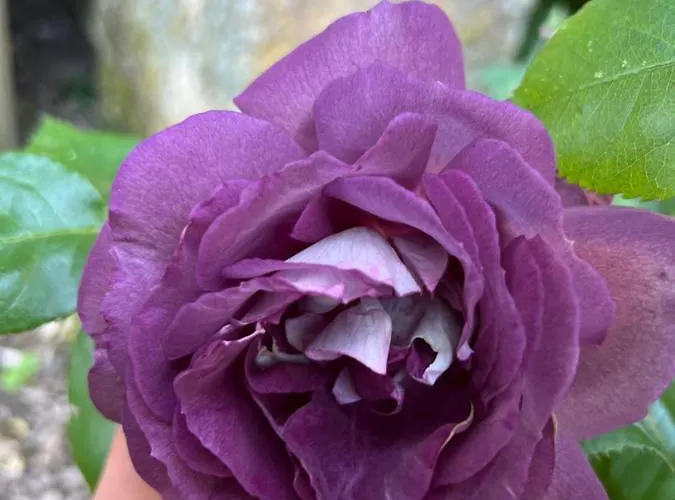 Maison D'hôtes Le Charme Du Champs Claire * Ebly