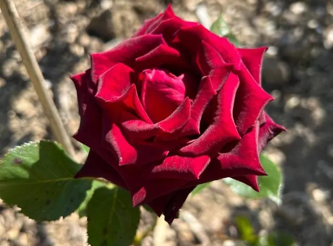 Maison D'hôtes Le Charme Du Champs Claire