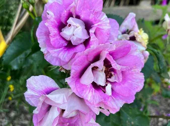 Maison d'hôtes Maison D'hôtes Le Charme Du Champs Claire