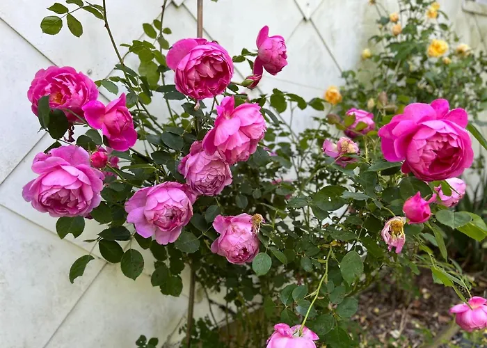 Maison D'hôtes Le Charme Du Champs Claire * Ebly